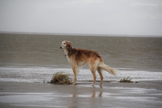 Silken Windhound Tanner´s Bentley