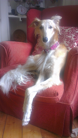 Silken Windhound Dasha