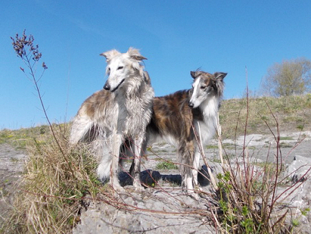 what does a 2 month old silken windhound puppy like to eat