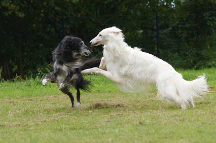 Silken Windhounds Tanner´s Antek & Tanner´s Bayaan