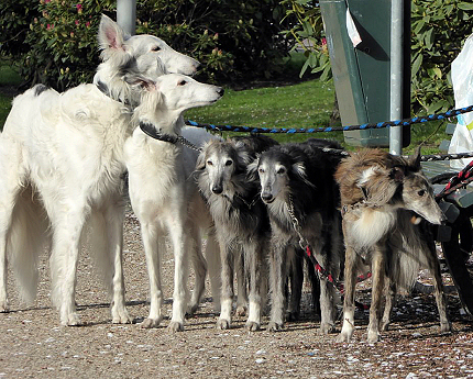 Bon Zoi´z Silken Windhounds