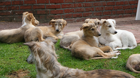 Silken Windhound puppies