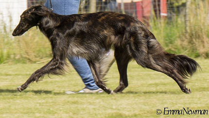 Silken Windhound Seichan Starborough