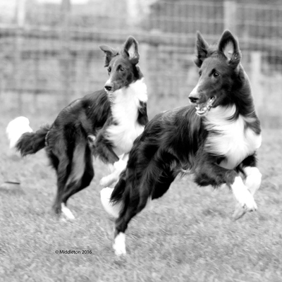 Pegybrook Silken Windhounds, UK